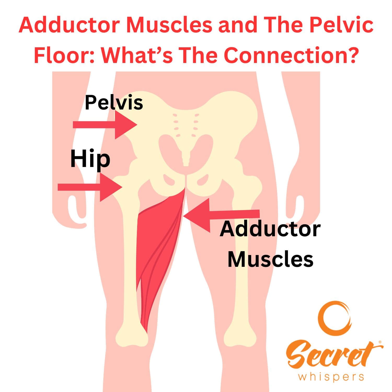 Adductor Muscles and The Pelvic Floor